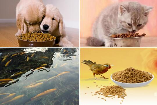 Pet (dog, cat, fish, bird) Food Production Line